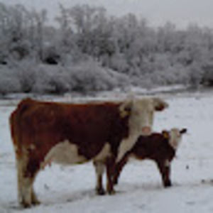 Meet your Posher, Seth